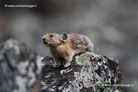 080 Pika IMG 0413 (2)